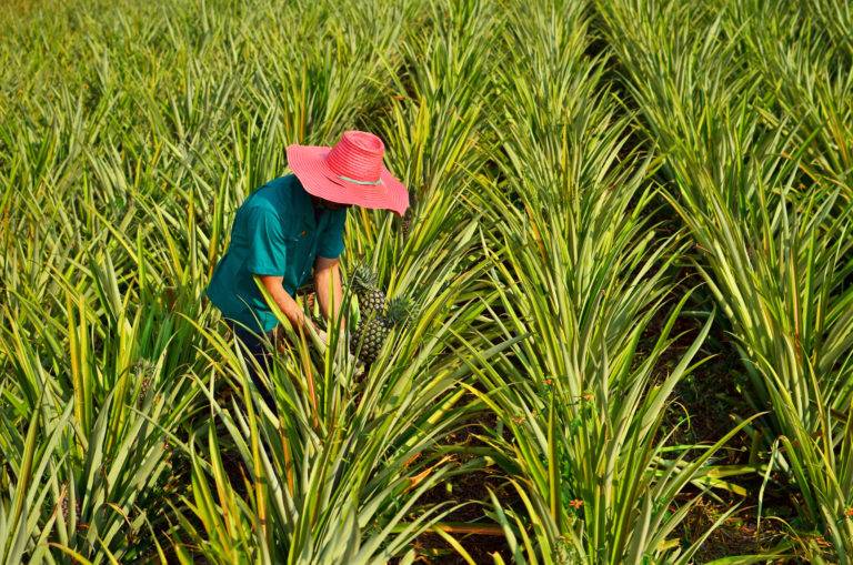 Farmer harvesting pineapple fruits in his field. The benefits of bromelain...